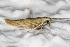 Coleophora quadruplex