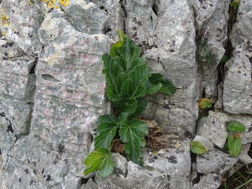 Pastinaca lucida, photograph 6