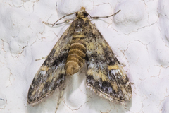 Elophila occidentalis