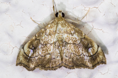 Scybalistodes periculosalis