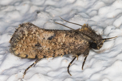 Acrolophus cockerelli