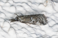 Alpheias transferens