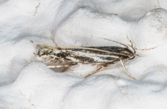 Eralea albalineella