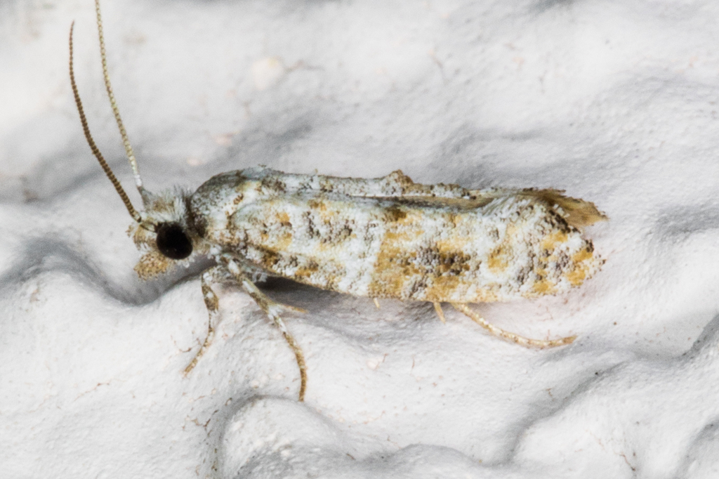 Xylesthia albicans