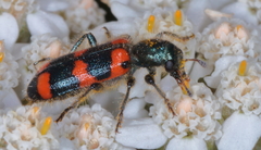 Trichodes nuttalli