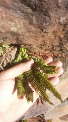 Polystichum scopulinum