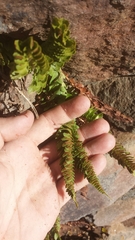 Polystichum scopulinum