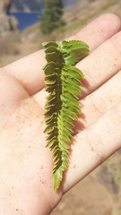 Polystichum scopulinum