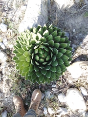 Agave victoriae-reginae