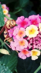 Polistes carnifex carnifex