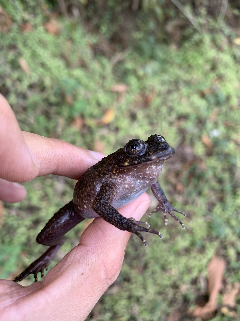 Izecksohn's Button Frog