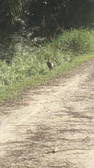 Meleagris gallopavo osceola