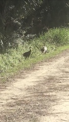 Meleagris gallopavo osceola