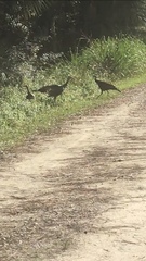 Meleagris gallopavo osceola