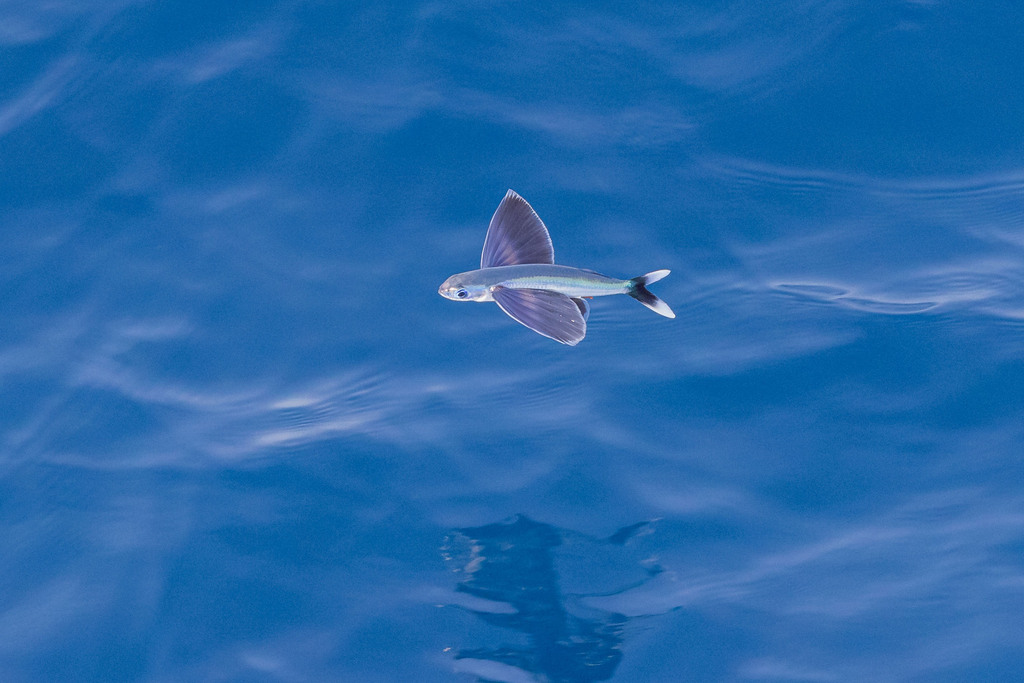 Whitetip Flyingfish