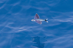 Whitetip Flyingfish photo 1