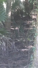 Meleagris gallopavo osceola