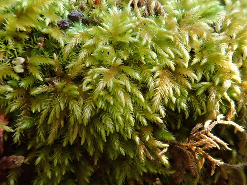 Plasteurhynchium meridionale, 2023-03-01