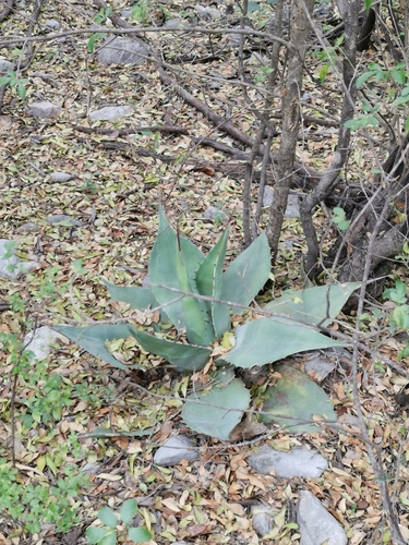 Agave ovatifolia