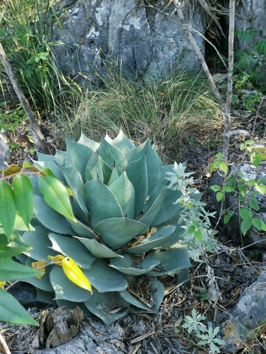 Agave ovatifolia