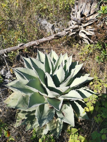 Agave ovatifolia