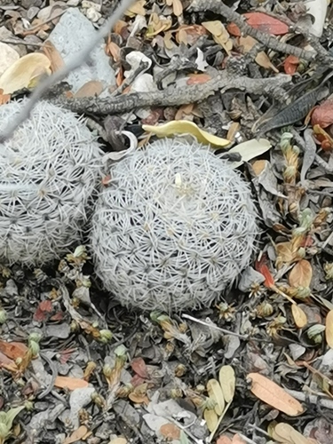 Turbinicarpus saueri