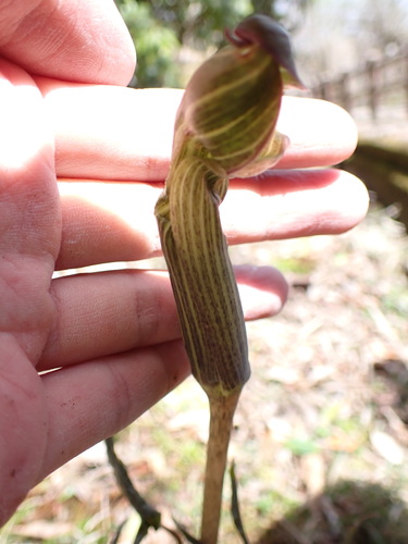 Image of Arisaema japonicum by (c) W Rao, some rights reserved (CC BY)