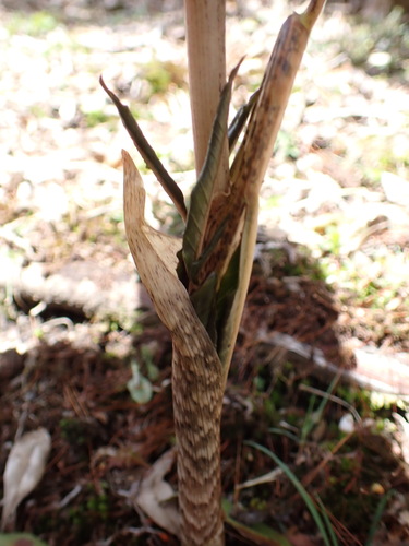 Image of Arisaema japonicum by (c) W Rao, some rights reserved (CC BY)