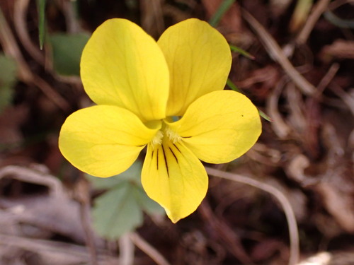 Image of Viola orientalis by (c) W Rao, some rights reserved (CC BY)