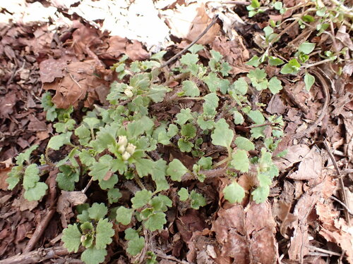 Image of Chrysosplenium Album (Chrysosplenium album) by (c) W Rao, some rights reserved (CC BY)