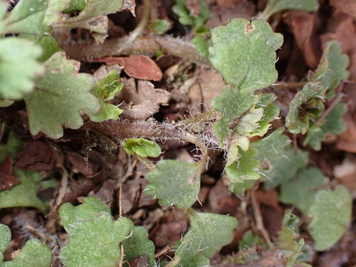 Image of Chrysosplenium Album (Chrysosplenium album) by (c) W Rao, some rights reserved (CC BY)