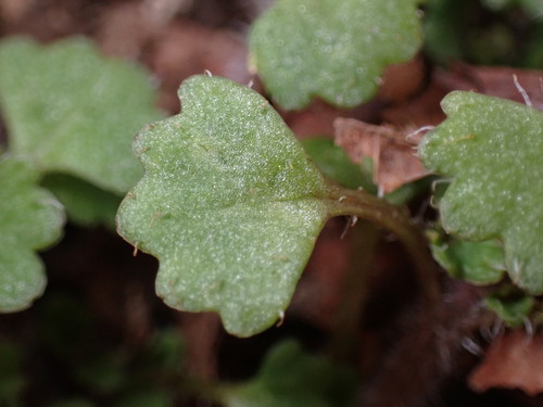 Image of Chrysosplenium Album (Chrysosplenium album) by (c) W Rao, some rights reserved (CC BY)