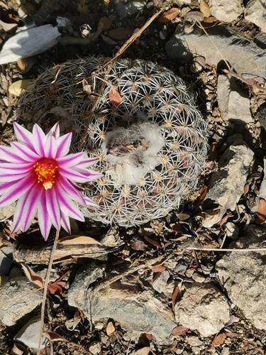Turbinicarpus saueri