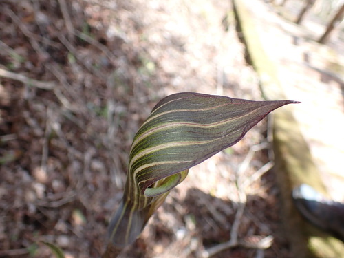 Image of Arisaema japonicum by (c) W Rao, some rights reserved (CC BY)