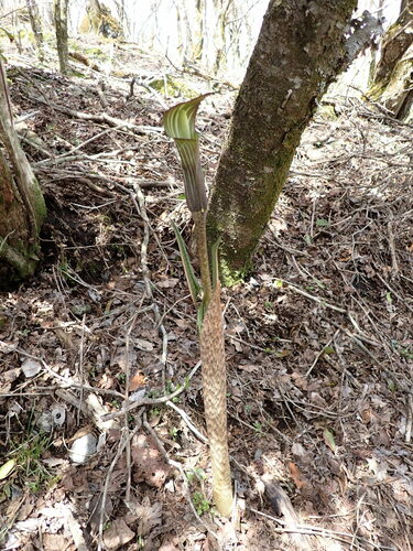 Image of Arisaema japonicum by (c) W Rao, some rights reserved (CC BY)