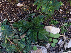 Pastinaca lucida, photograph (c) Christian Berg, some rights reserved (CC BY)