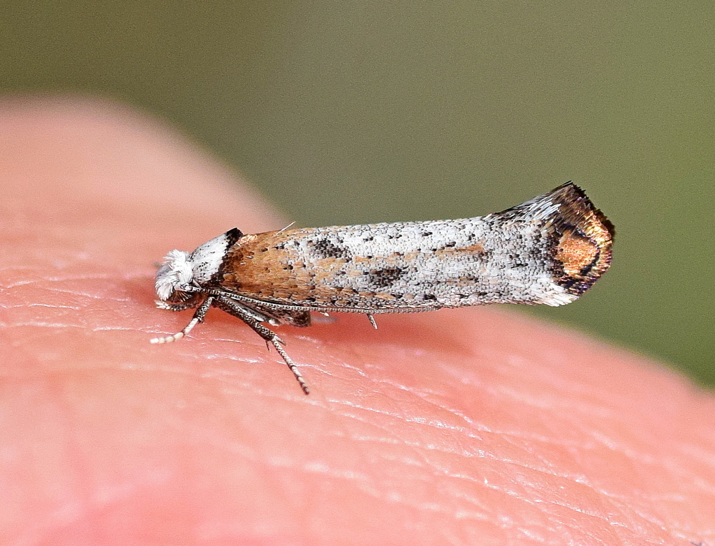 Copper-tipped Ermel