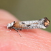 Copper-tipped Ermel - Photo (c) Kostas Zontanos, some rights reserved (CC BY-NC), uploaded by Kostas Zontanos