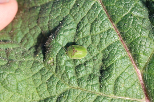 Thistle Tortoise Beetle, Warmond, Nederland, photo 7 of 10