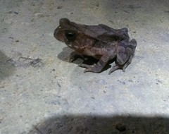 Ingerophrynus celebensis