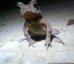 Ingerophrynus celebensis