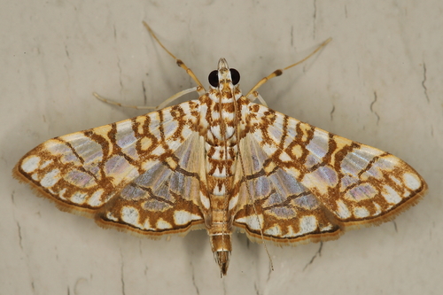 Variegated Pearl