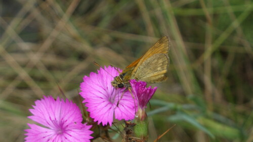 Image of Dianthus balbisii by no rights reserved