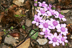 Pericallis aurita image