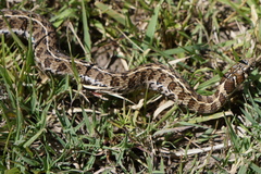 Thamnophis scaliger