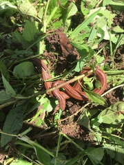 Blood Snake photo 2