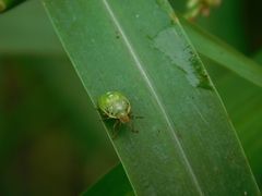 Oebalus