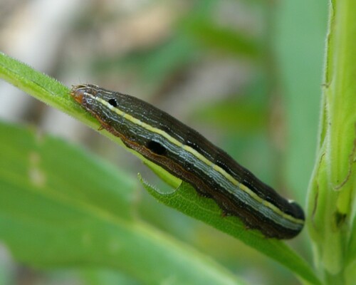 Spodoptera photographed on goldenrod
