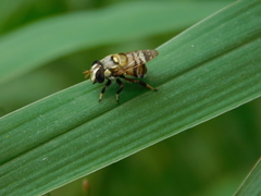 Copestylum tamaulipanum
