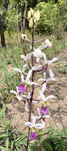 Eulophia cristata